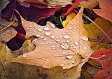 Autumn Raindrops_DSCF02561